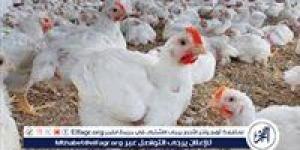 "شُعبة الدواجن" تطالب أصحاب المزارع والفلاحين بأهمية التأمين والتحصين استعدادًا لموسم الشتاء - اتش دي كورة